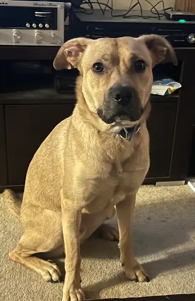 3 year old male Sheperd mix .  Niagara region area, View more