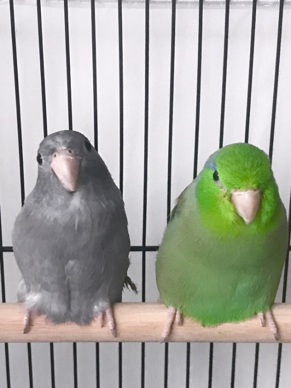 Pacific Parrotlet Pair + Cage Included Birds for Rehoming City of