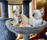 Purebred Siamese kittens available 