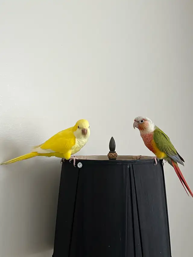 Bonded Pair for Rehoming – Pineapple Conure & Lutino Quaker in Birds for Rehoming in Delta/Surrey/Langley - Image 10