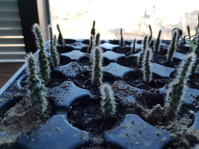 Perennial Eastern Prickly Pear Cactus Seedlings in Plants, Fertilizer & Soil in Hamilton