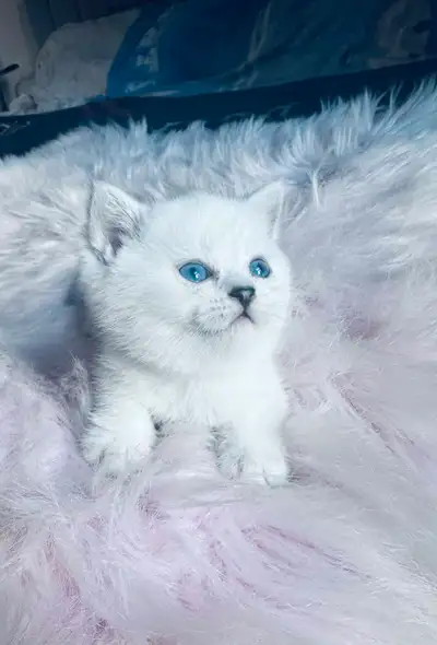 British shorthair kittens delivery , Voir plus