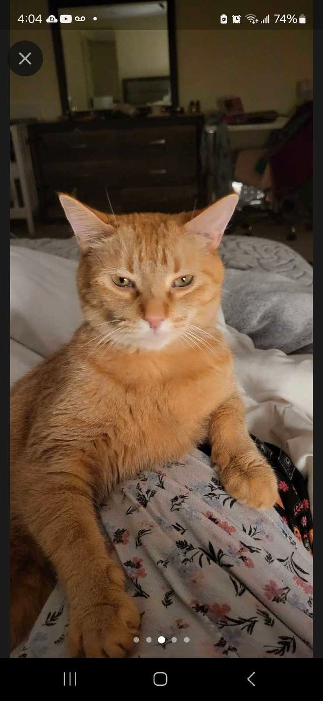 Experienced Cat / Bird Sitter in Animal & Pet Services in Oakville / Halton Region