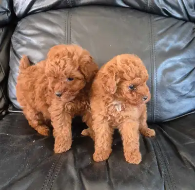 Red toy poodle puppy’s, View more
