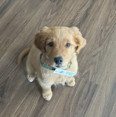 13-14 Week Female Golden Retriever Puppy, View more