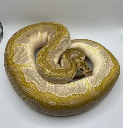 BIG DEAL for Ball Python & Boas, View more