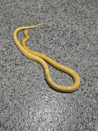 6 Cornsnake breeder group, View more