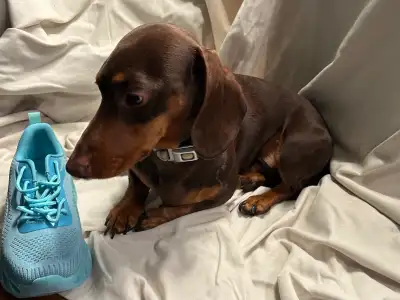 Great dog, View more