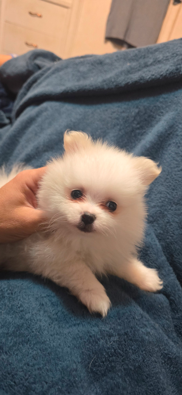 2 prebread pomeranian puppies  comes with their first shots..... in Dogs & Puppies for Rehoming in Lethbridge - Image 3