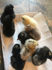 10 day old chicks.