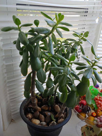 Large Jade Plant...  $45