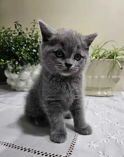 Gray Scottish Straight Kittens Looking for Loving Homes, View more