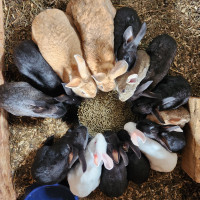 Rabbits - felmish/new zealand