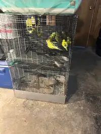 Budgies for sale for $30 for each