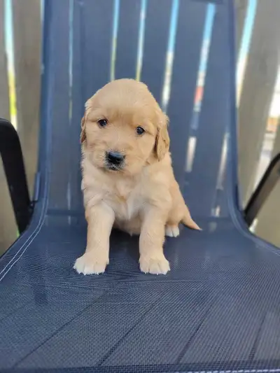 Bienvenue a notre Élevage Les minis du rang 7 Si tu cherche un chiot équilibrié ou toute l'amour, le...