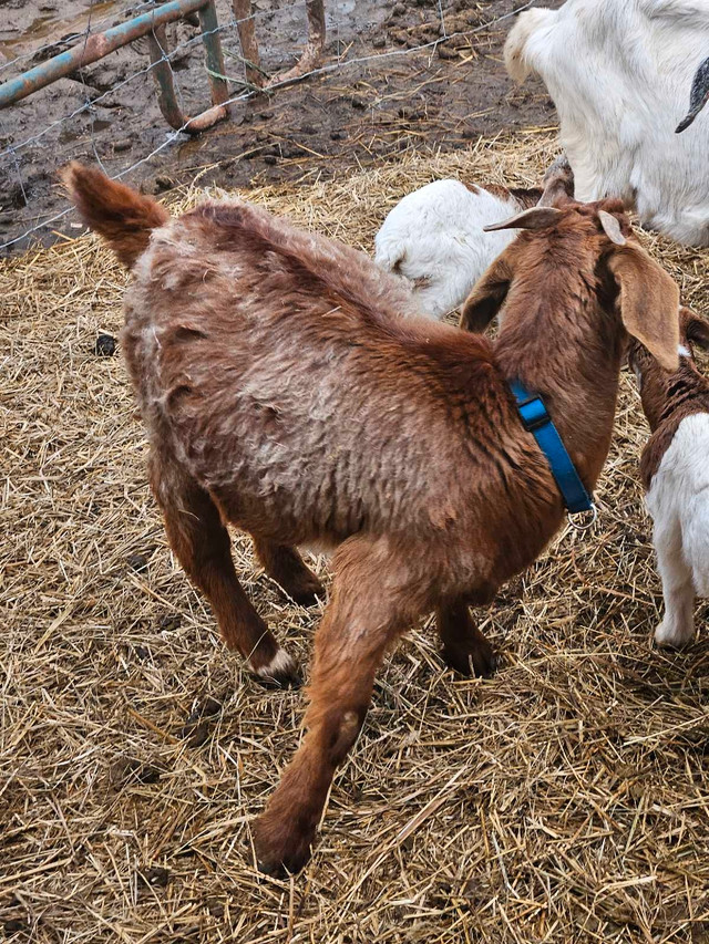 Goats for sale  in Livestock in Brockville - Image 3