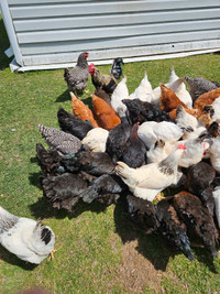 Young Laying Hens- Heritage Breeds