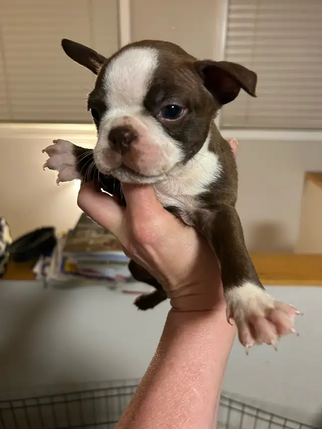 boston terriers in Dogs & Puppies for Rehoming in Prince George - Image 3