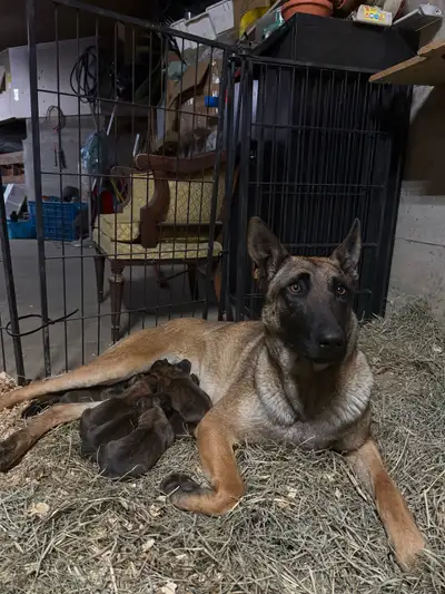 We have a beautiful litter of pure Belgian Malinois puppies looking for good homes. They are very sm...