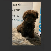Shihpoo mixed with toy poodle (Cute Boy)