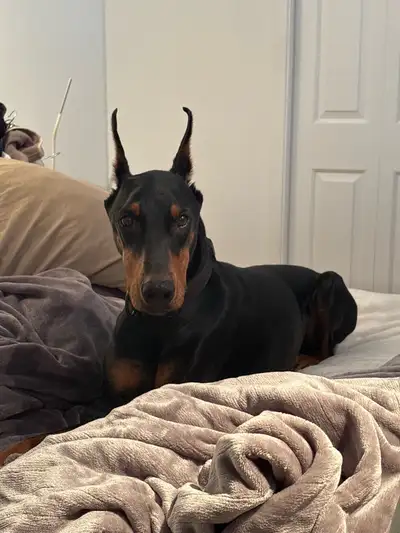 Foster Home Wanted for Female Doberman, View more