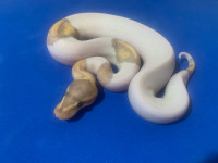Ball python collection for sale 
