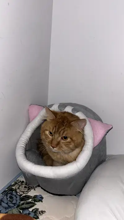 cat for rehoming , View more