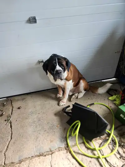 This is buddy, View more