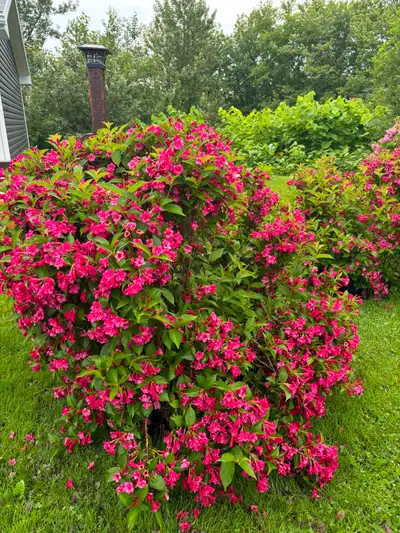 Shrub Sale, View more
