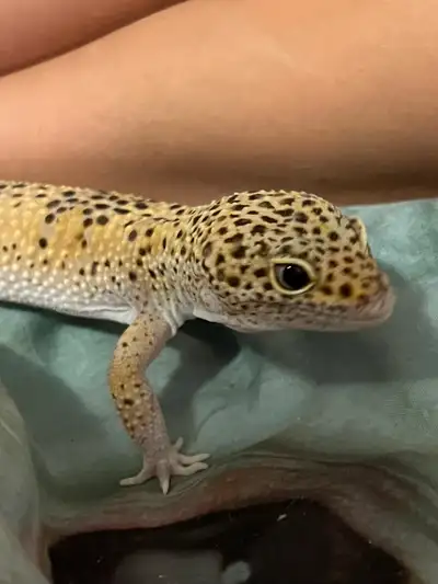 2.5 year old giant leopard gecko + tank and all accessories. Heat lamp, UV lamp, decor, water treatm...