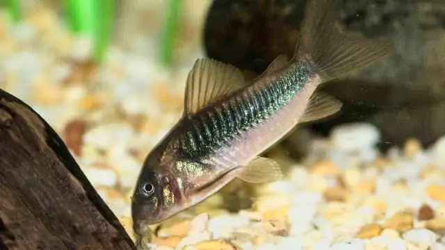 Bronze corys547962566298183683