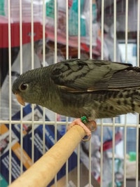 lineolated parakeet  Kawartha Lakes Peterborough Area Preview