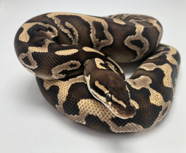 MUST GO! Male-Pastel Mojave Leopard Het Clown in Reptiles & Amphibians for Rehoming in Kelowna - Image 3