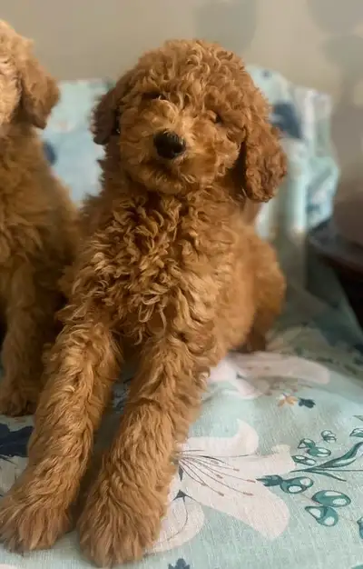 Adorable Male Goldendoodle Puppy – Ready for His Forever Home! We have a beautiful male Goldendoodle...