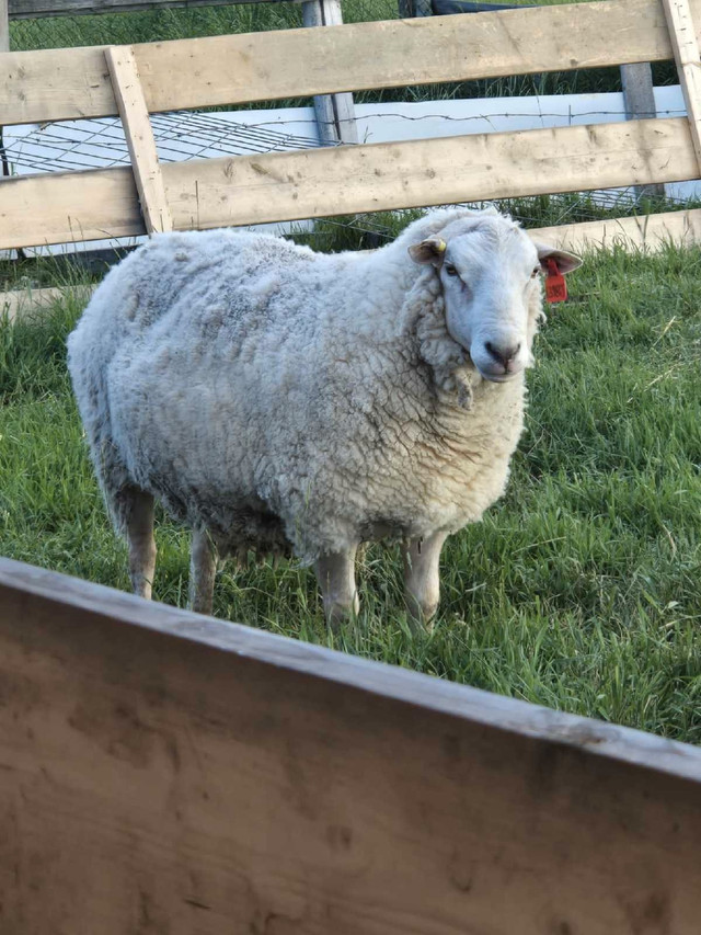 Sheep-Rideau Arcott Ram in Livestock in Edmonton