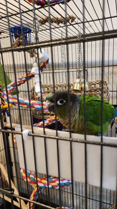 Beautiful Baby Canour, View more