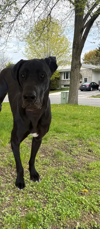 Great Dane puppy, View more