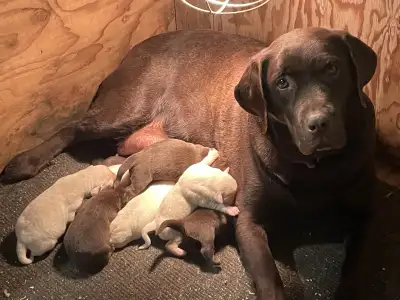 chiots Labradors, View more