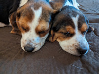 Purebred Beagle babies
