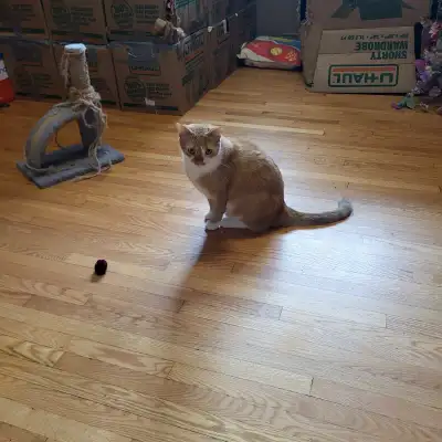 New Companions for You - Rehoming Cats, View more