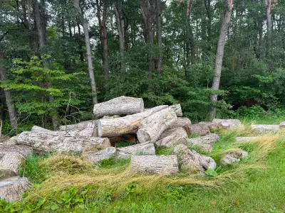 Assorted Logs, View more