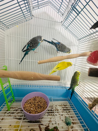  Budgie birds 