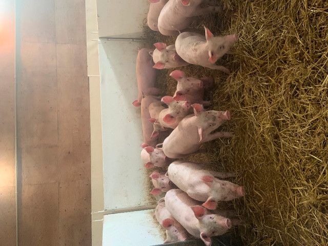 Pigs for sale in Livestock in Saint John - Image 2