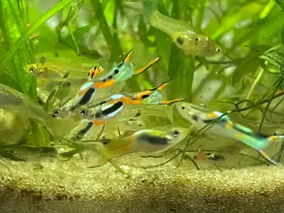 Black bar endler 3$ each, black rose shrimps 3$ each, hornwort, guppy grass, hydrocotyle trip, water...