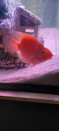 Orange blood parrot cichlid 