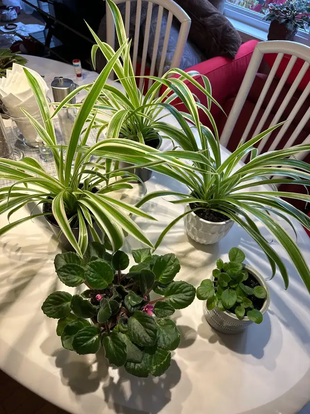 spider plant or violet plant in Home Décor & Accents in Laval / North Shore - Image 2