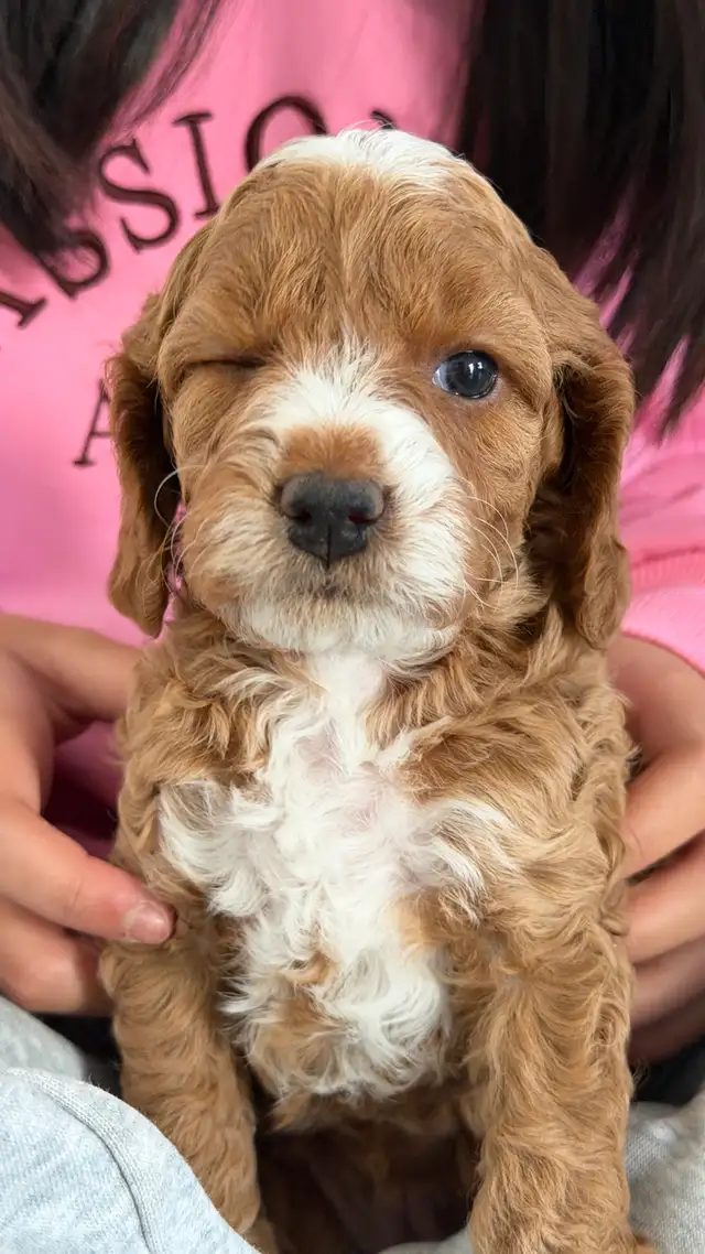 Cockapoo Puppies Rehoming | Dogs & Puppies for Rehoming | Calgary ...