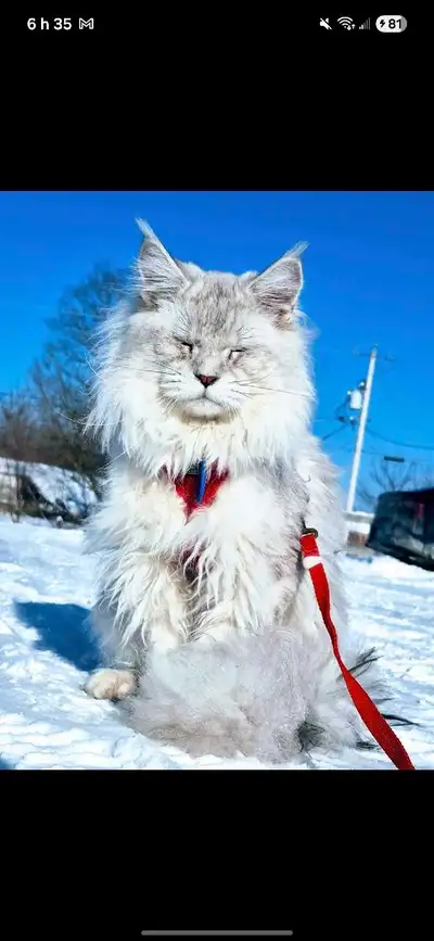 Maine coon, View more
