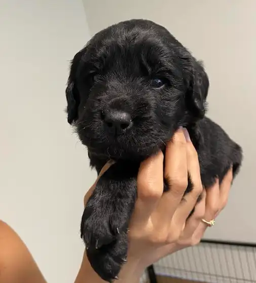 Chiots Labrador a vendre in Dogs & Puppies for Rehoming in City of Montréal - Image 5