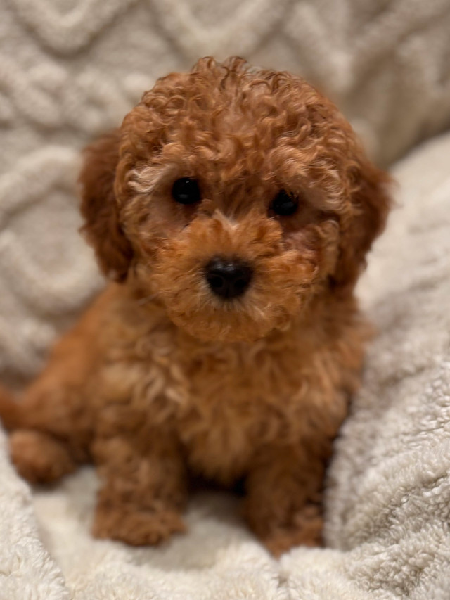 Caniche Mini Poodle in Dogs & Puppies for Rehoming in Laval / North Shore - Image 4